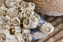 Mortadella sandwich from Lardo in Portland, OR