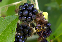 Pizza from Cheese Bar in Portland, OR